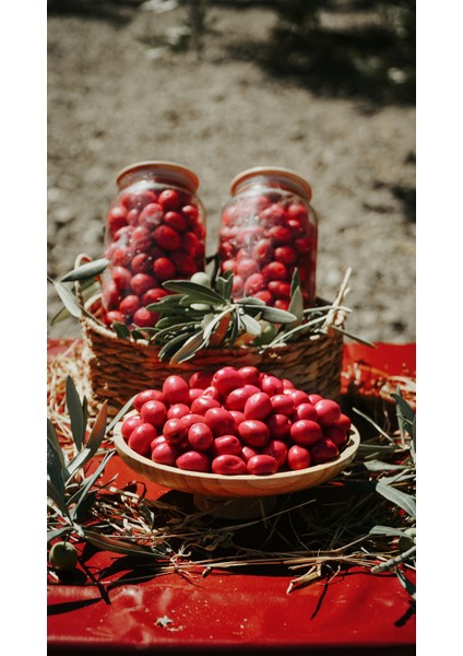 Pancarlı Zeytin Doğal Gurme, Pancarlı Ege Zeytini, Kırmızı Zeytin ,zeytin , Doğal Zeytin Doğal, Katkısız, Ege, Kahvaltılık, Salatalık, Sağlıklıı fiyatları