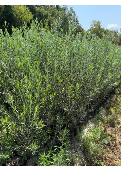 Tüplü 2 Yaşında Ağaç Formunda Ayvalık Zeytin Fidanı Boy 2 Metre