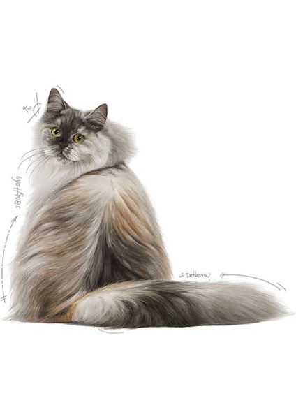 Hair&Skin Tüy ve Deri Sağlığı için Kuru Kedi Maması 2kg modelleri
