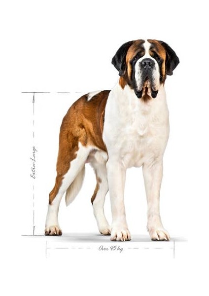 Maxi Dev Irklar Için Yetişkin Köpek Maması 15 Kg modelleri