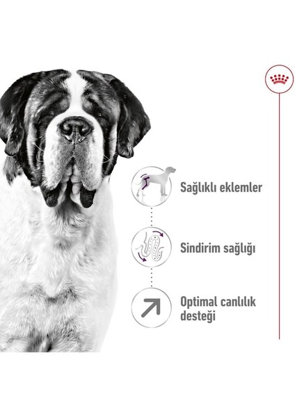 Maxi Dev Irklar Için Yetişkin Köpek Maması 15 Kg