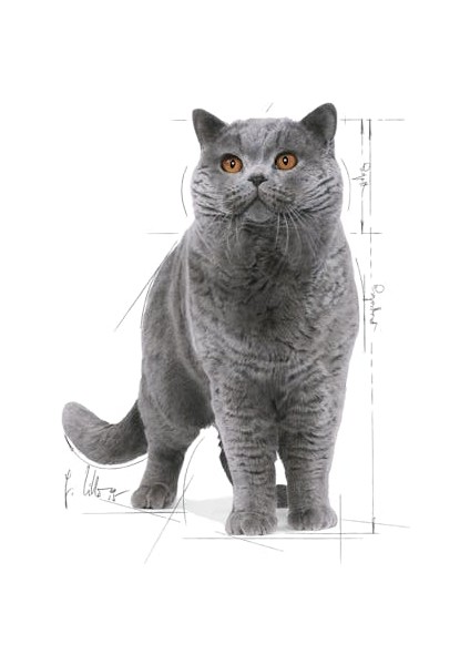 British Shorthair için Yaş Kedi Maması 85g modelleri