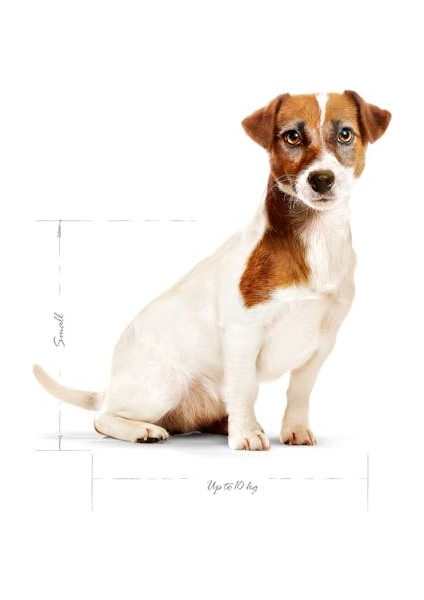 Mini Adult +8 Yaş Yaşlı Köpek Maması 2 Kg modelleri
