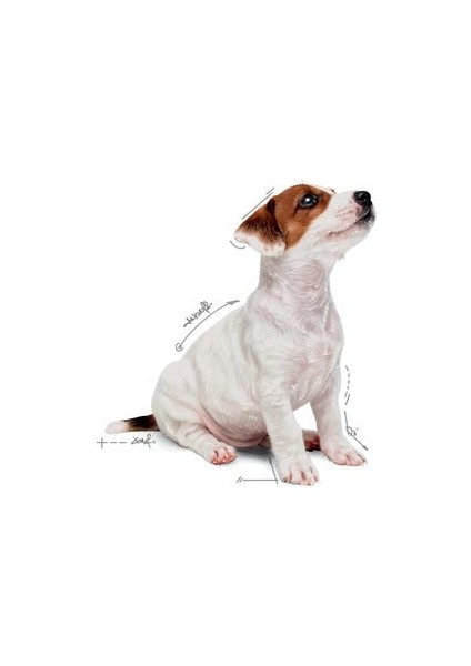 Küçük Irklar için Yavru Yaş Köpek Maması 12 x 85g fiyatları