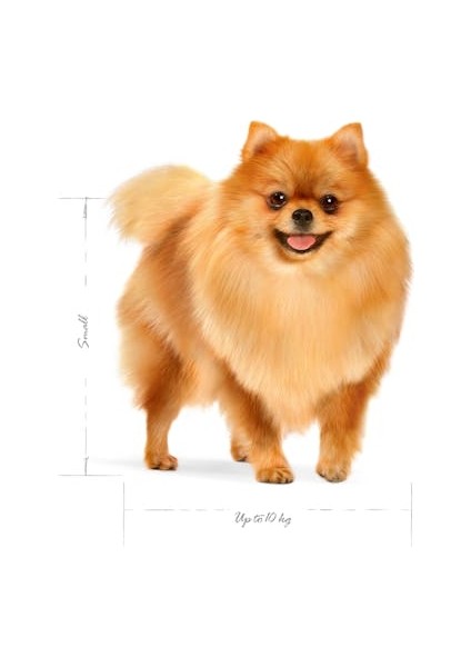 Mını Indoor Adult Küçük Irklar Için Indoor Yetişkin Kuru Köpek Ma modelleri