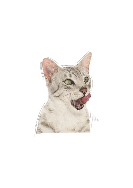 Sensory Tat Duyusu için Sos İçerisinde Yaş Kedi Maması 12 x 85g modelleri