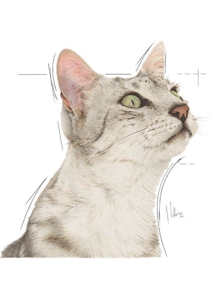 Sensory Koku Duyusu için Sos İçerisinde Yaş Kedi Mama modelleri