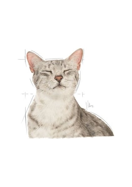 Sensory Duyusal His için Sos İçerisinde Yaş Kedi Maması 12 x 85g modelleri