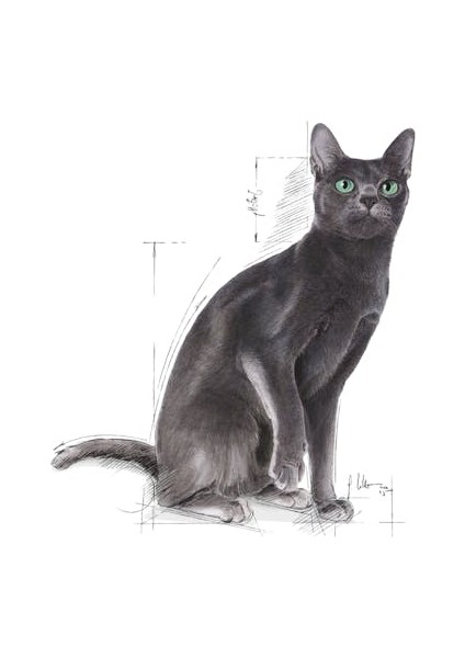 Fhn Sterilised 37 Kısırlaştırılmış Kedi Maması 400 Gr