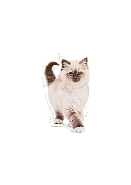 Royal Kitten Yavru Kediler için Kuru Kedi Maması 4kg