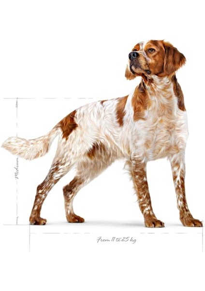 Medium Adult Yetişkin Köpek Maması 15 Kg modelleri
