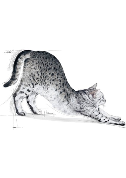 Indoor27 Yetişkin Kuru Kedi Maması 400g