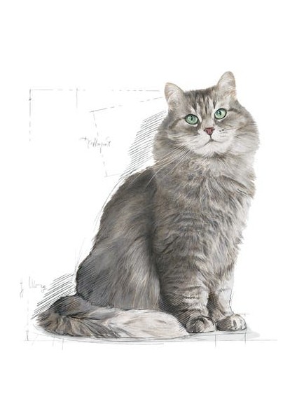 Sensible33 Sindirim Hassasiyeti Olan Kediler için Yetişkin Kuru Kedi Maması 4kg