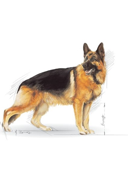 German Shepherd Adult Yetişkin Köpek Maması 11 Kg modelleri