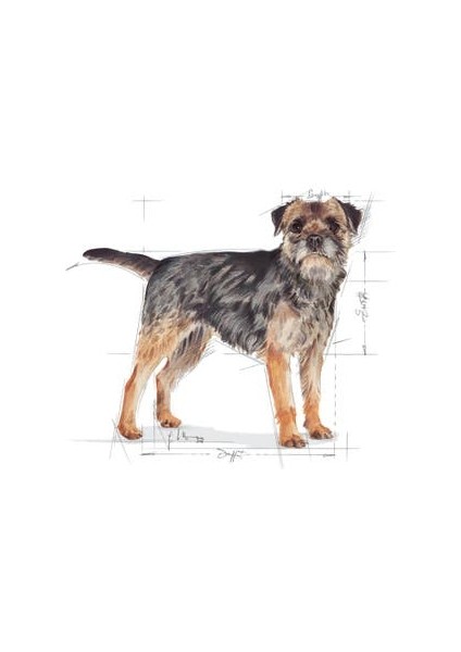 Mini Sterilised Kısırlaştırılmış Köpekler için Yetişkin Köpek Maması 3kg