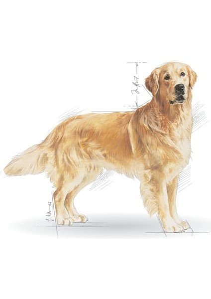 Golden Retriever Yetişkin Kuru Köpek Maması 12kg modelleri