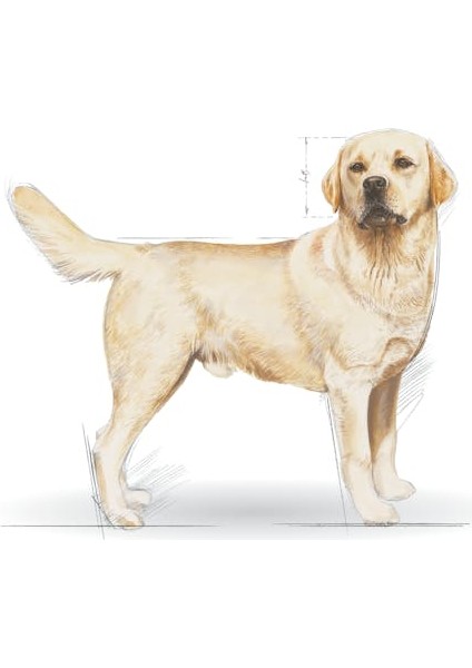 Labrador Retriever Adult Yetişkin Köpek Maması 12 Kg modelleri