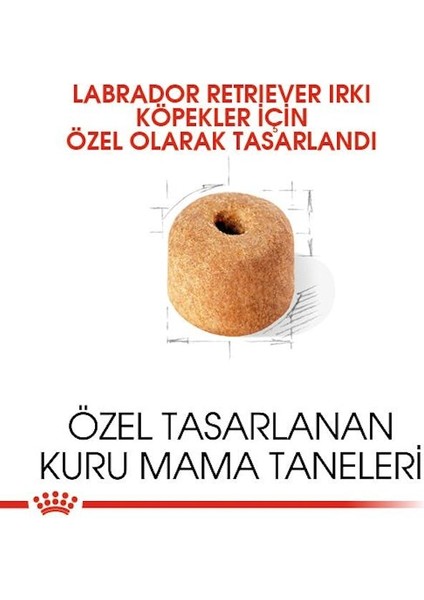 Labrador Retriever Adult Yetişkin Köpek Maması 12 Kg