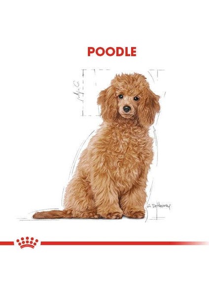 Poodle Puppy Yavru Köpek Maması 3 Kg