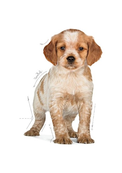 Medium Puppy Orta Irk Yavru Köpek Maması 15 kg modelleri