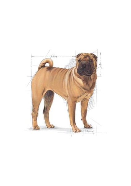 Medium Dermacomfort Yetişkin Köpek Maması 12 Kg modelleri
