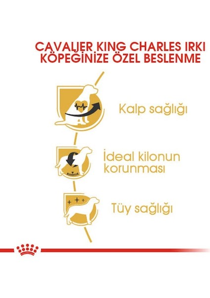 Cavalier King Charles Adult Yetişkin Köpek Maması 3 K