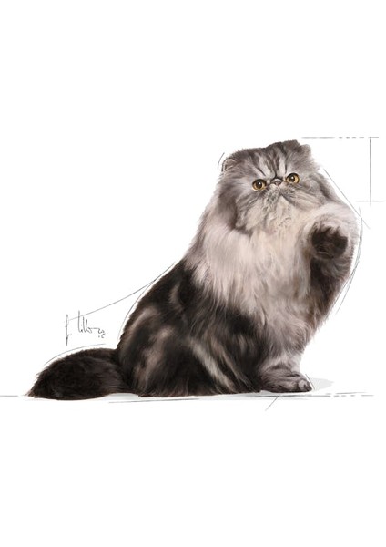 Persian Adult Kuru Kedi Maması 4 kg