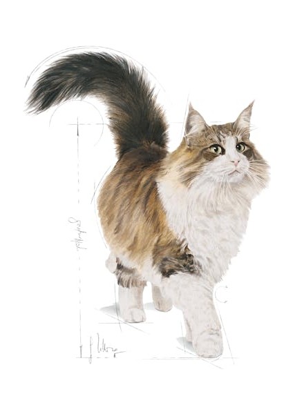 Instinctive Yaş Kedi Maması 85g modelleri