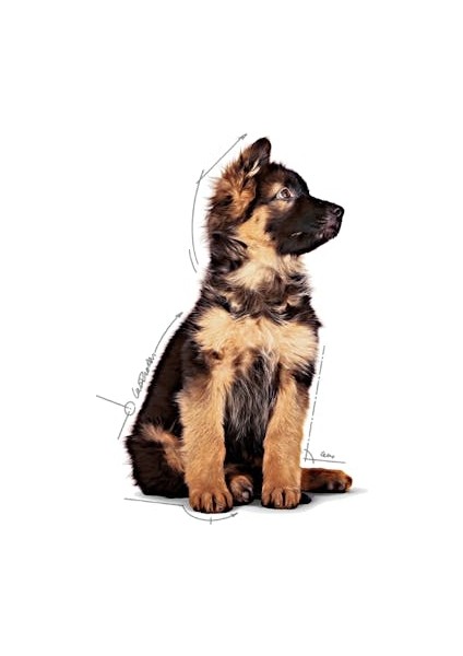 Büyük Irklar için Yavru Yaş Köpek Maması 10 x 140g fiyatları