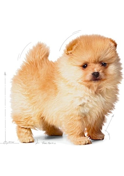 Mını Indoor Puppy Küçük Irklar Için Indoor Yavru Kuru Köpek Mamas fiyatları