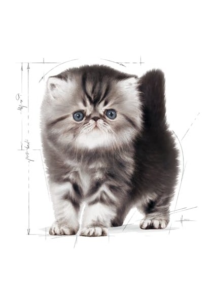 İran Kedisi için Yavru Kedi Maması 2kg