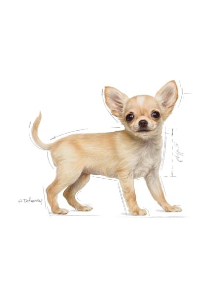 Chihuahua Yavru Köpek Maması 1.5kg