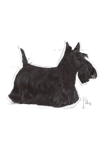 Dermacomfort Yaş Köpek Maması 12 x 85g modelleri