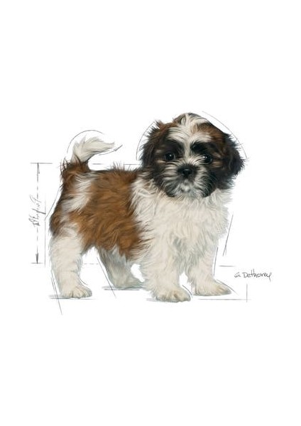 Shih Tzu Yavru Köpek Maması 1.5kg