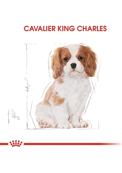 Cavalier King Charles Yavru Köpek Maması 1.5kg