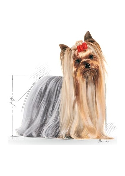 Yorkshire Terrier Yaş Köpek Maması 12 x 85g fiyatları