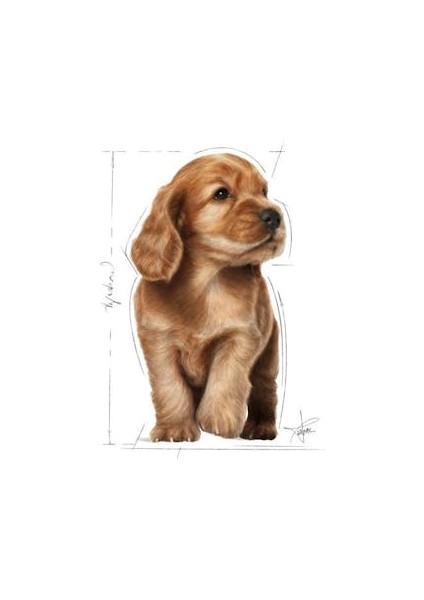 Cocker Yavru Köpek Maması 3kg