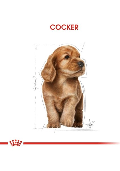 Cocker Yavru Köpek Maması 3kg