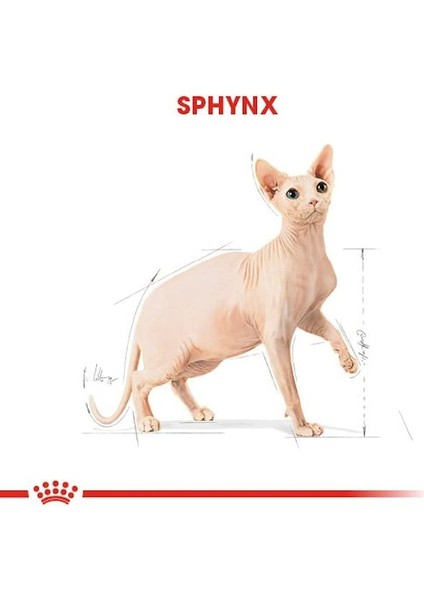 Sfenks Için Yetişkin Kuru Kedi Maması 2kg