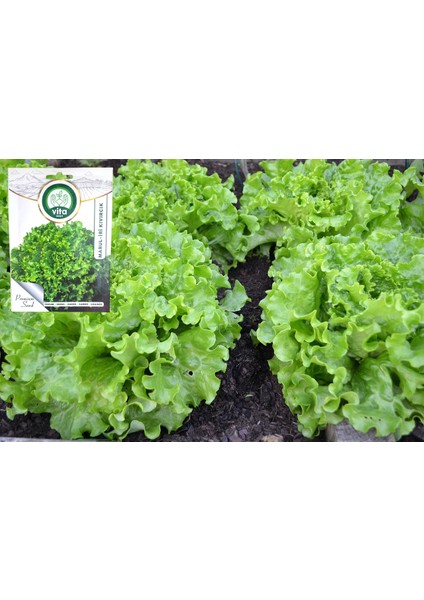 Vita Tohum Kıvırcık Marul Tohumu 10GR.