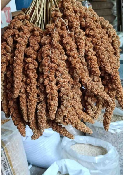 250 Gram Kızıl Dal Darı