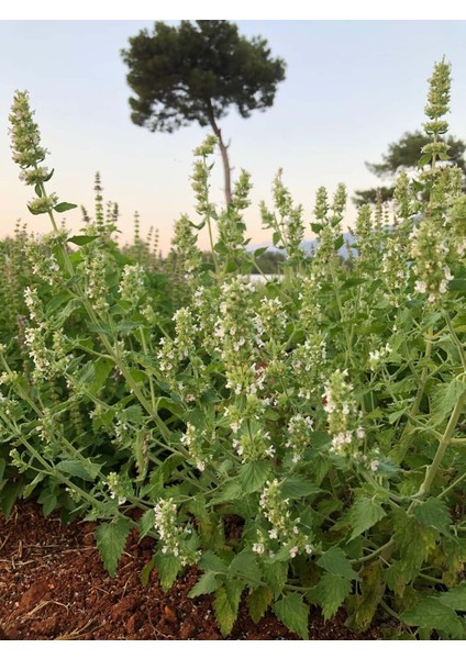 Kedi Nanesi (Catnip) Hidrosolü fiyatları