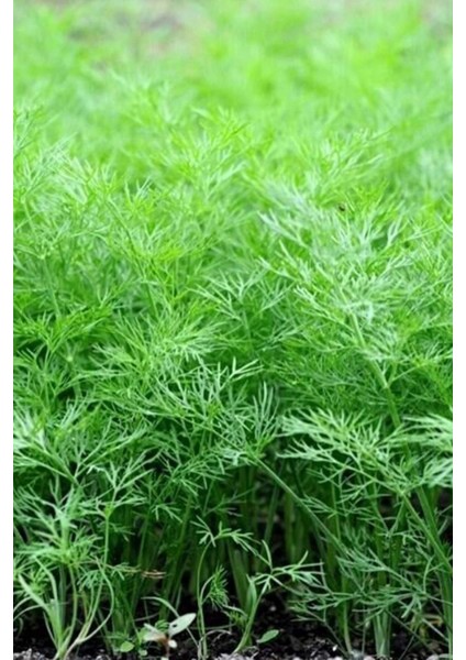 Dere Otu Tohumu 10 gr fiyatları