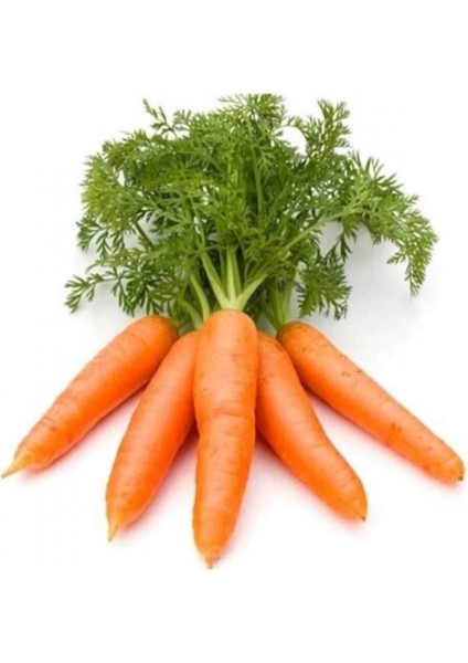 Sarı Havuç Tohumu 10 gr