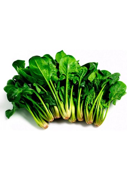 Ispanak Tohumu 25 gr fiyatları