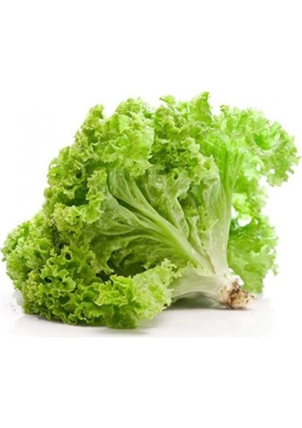 Yazlık Kıvırcık Marul Tohumu 10 gr