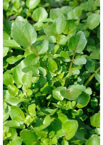 Roka Tohumu 10 gr fiyatları