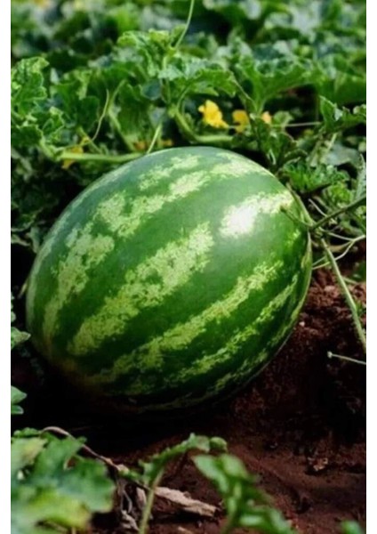 Karpuz Tohumu 10 gr fiyatları