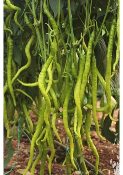 Tatlı Kıl Biber Tohumu 10 gr fiyatları