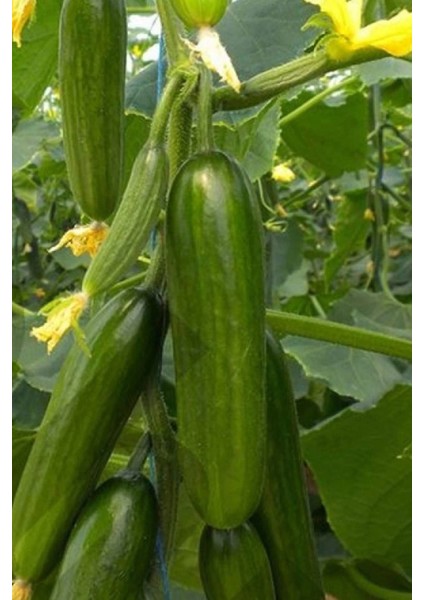 Hıyar Tohumu 20 gr fiyatları